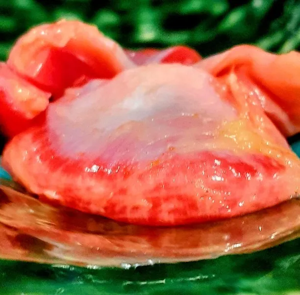 地鶏刺し砂肝（砂ずり）　